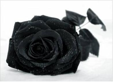 la rose d darkcity du moin darky