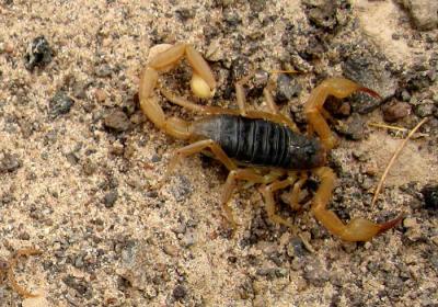 kome vou voyer sa ne joue pas